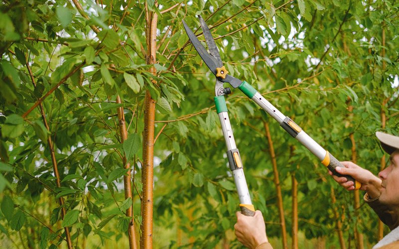 Tree trimming in Malvern, IA