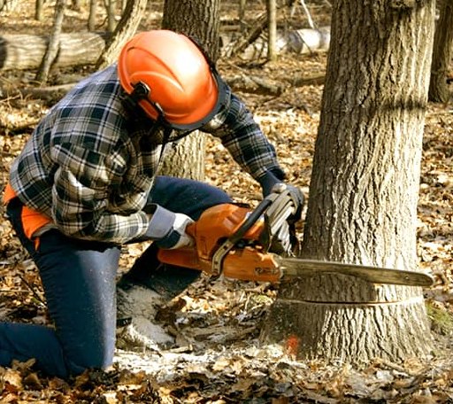 Tree Removal in Malvern, IA